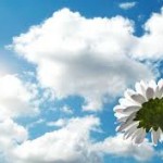 florbranca_e_os_ceus